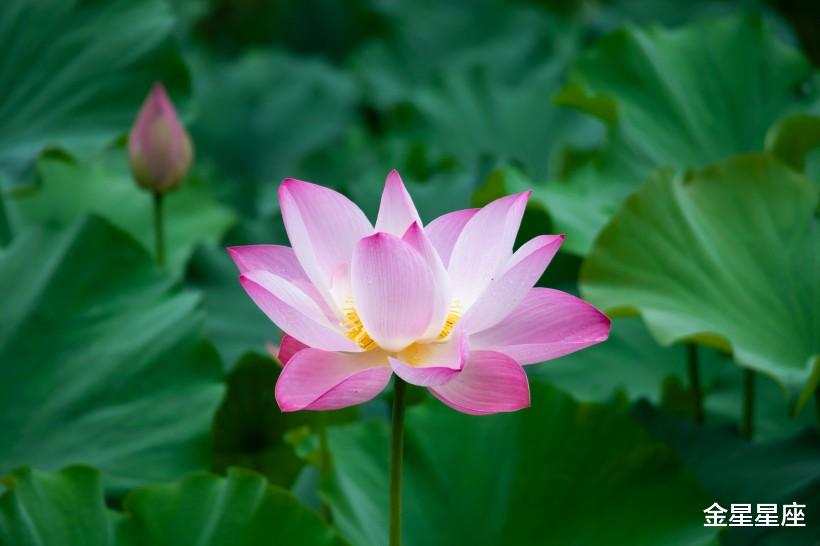 【生肖】6月26号运势呈祥，3生肖逢财大发，收入越来越稳，让人好生羡慕