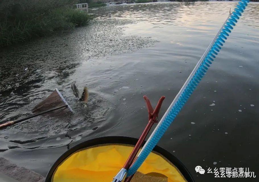 饵料|游钓北京那点事儿：深山浑水寻大鲶，这种饵料才对味儿！