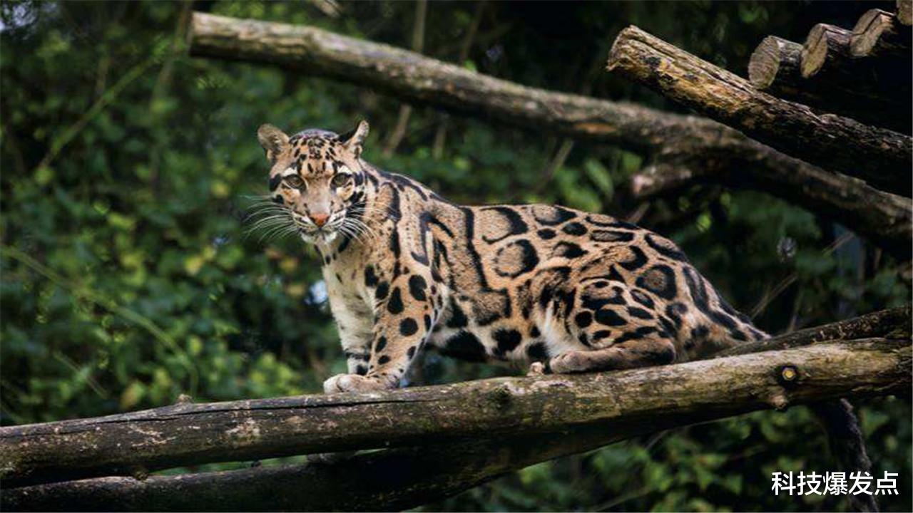 科学家|科学家发现诡异现象：猫科动物开始往高处迁移，这是怎么回事？