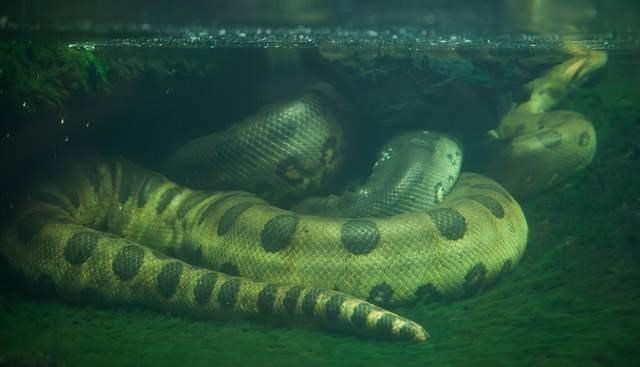 食人鱼|亚马孙河到底有多可怕？为什么人们不敢在亚马孙河中游泳？