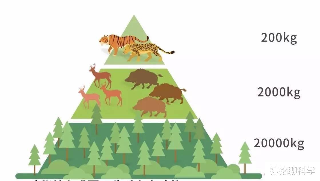 东北虎:哪种动物可以杀死东北虎,为什么没有动物敢吃东北虎?