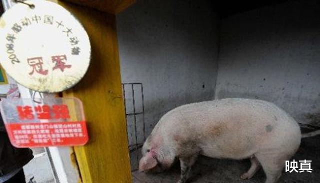 映真|汶川地震中被埋36天，暴瘦200斤的“猪坚强”，如今体重恢复了吗