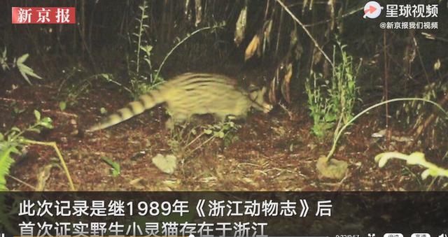 杀猪盘|消失30多年，这个“神兽”出现