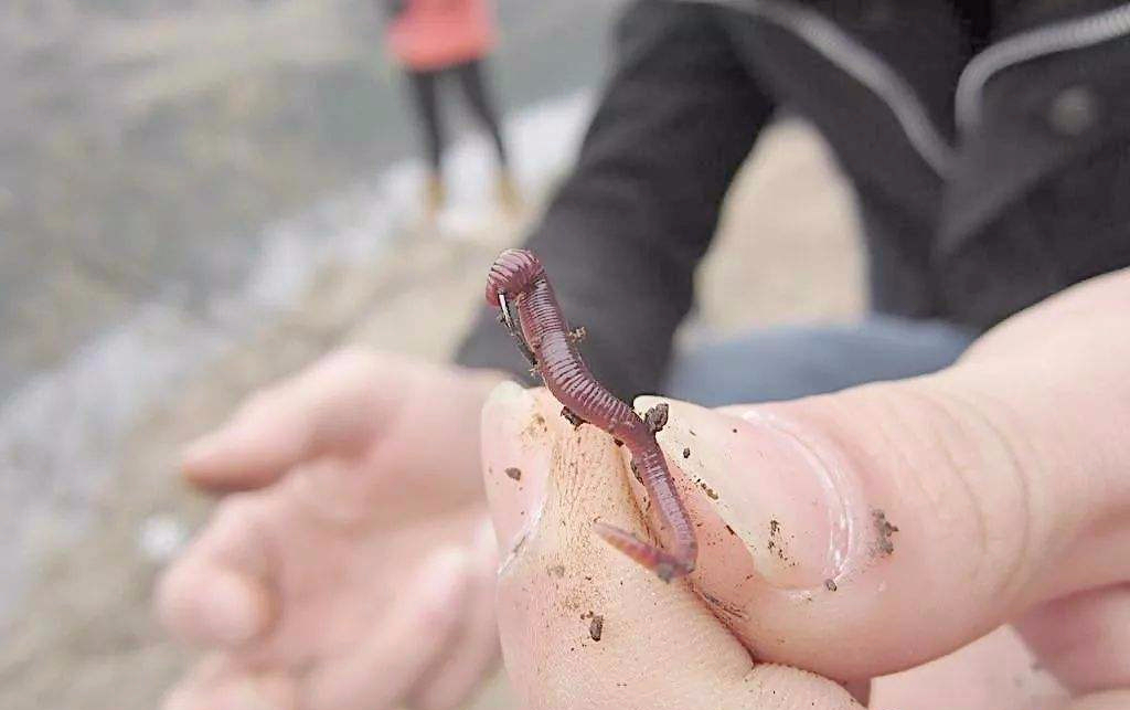 |为什么鱼喜欢吃蚯蚓？蚯蚓不生活在水中，为何能让鱼如此着迷？