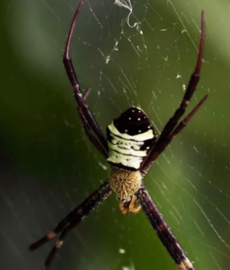 |盘点农村不能乱碰的4种生物，碰了也许会后悔