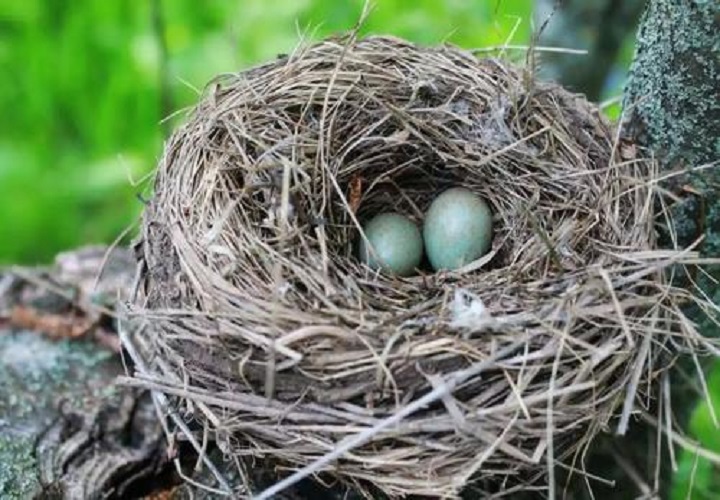 『』鸟窝都没有顶，那遇到大雨怎么办？看完才知鸟类也是建筑师