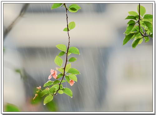 「狮子座」3月,春风迷人醉,绵雨寄相思,3星座将冰释前嫌,再也不分离
