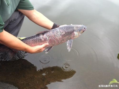鹦鹉|借着慈善的外衣，把杀生当做放生：这种善事不做也罢