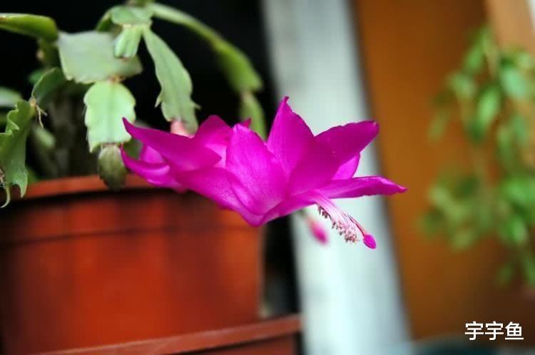 生肖|9月开始财运蒸蒸日上,迎来曙光,事业扬眉吐气的四大生肖