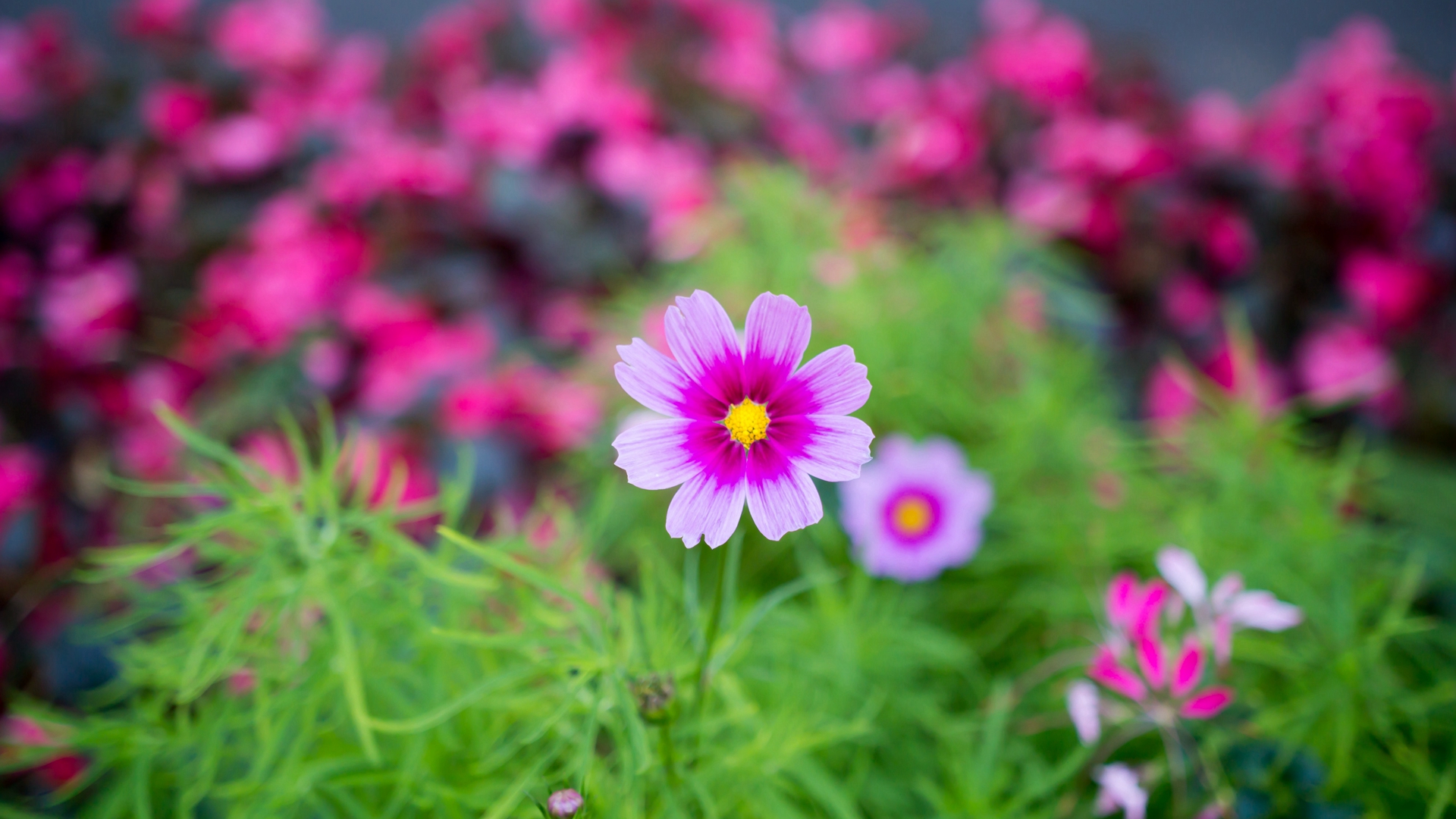 「运势」5.20号横财说来就来,大奖说中就中,好运势不可挡,腰缠万贯生肖鼠!