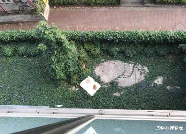 女大学生晒的被子给风吹到楼下，刚想去捡，往下一看竟“长猫”了