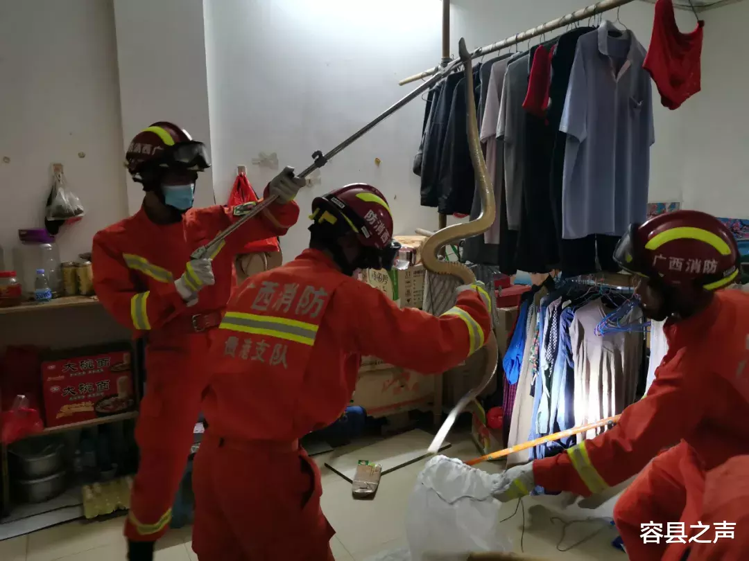 容县之声|广西一居民楼深夜溜进一条蛇，出动2辆消防车、12名消防员抓了！