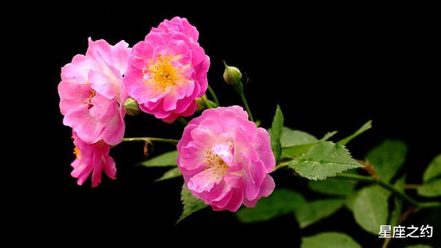 「生肖」从5月份开始，坚定信念，突破瓶颈，收获美好的四大星座