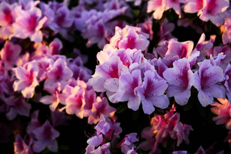 生肖|8月中旬，迎桃花好彩头，有希望遇见命中人，收获真爱的4大生肖！