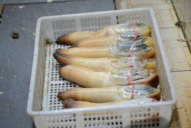 |“最坑人”3种海鲜，长相丑陋但味道极品，以前不敢吃现在吃不起