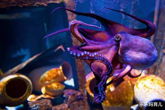章鱼|章鱼真的是地球生物?拥有9个大脑3个心脏,它怎么就这么独特?