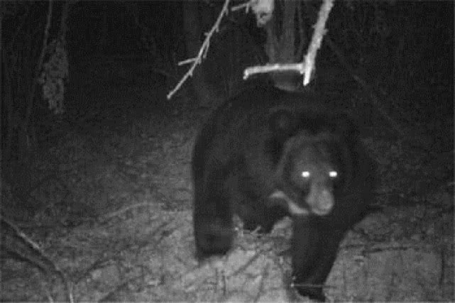 「青海」母子遭熊袭击，7岁儿子目睹妈妈被熊叼走，2人施救途中遇袭身亡