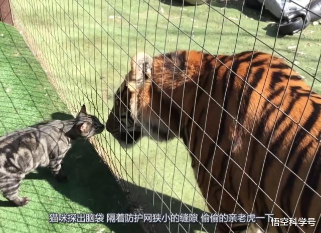 #隔离#为什么人类会有“生殖隔离”？生殖隔离是什么原理？