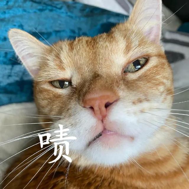 河南都市频道|上海一后妈当前妻面把儿子扔进垃圾桶?真相令人咋舌...