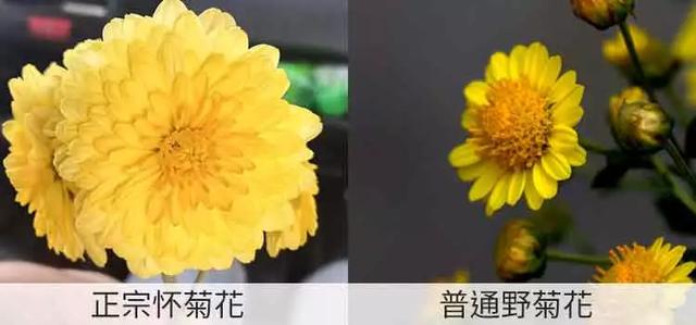 #降压药#半夜易醒睡不着?原来是这里堵了,这样敲一敲,沾上枕头就熟睡