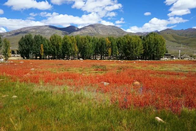 「稻城亚丁」稻城亚丁，一个去了会后悔的地方，我再也不会去