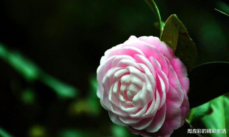 生肖|9月财喜进门，得贵人支持，不再为钱发愁的四大生肖