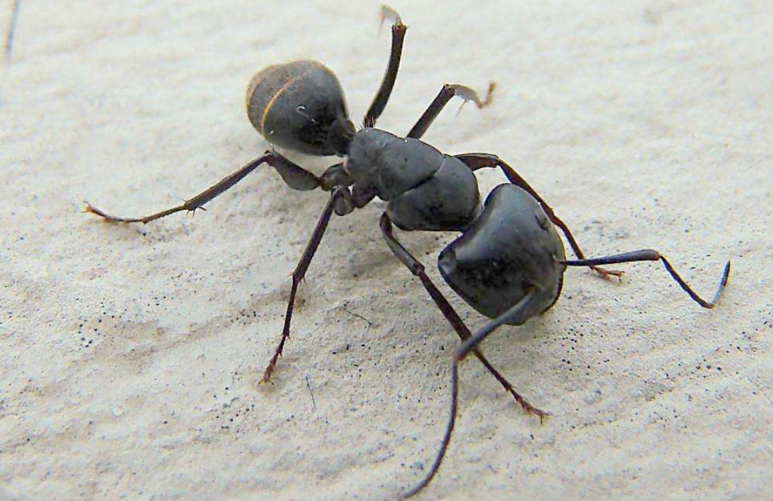 @为什么蚂蚁之类的生物不需要睡眠呢? 专家:用命换的