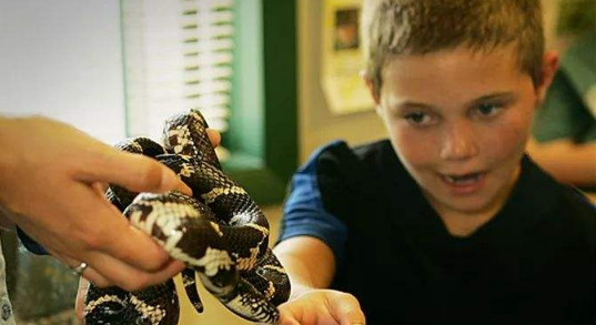 银环蛇|中国毒性第一的毒蛇，咬人前从不警告，被咬后只想睡觉？