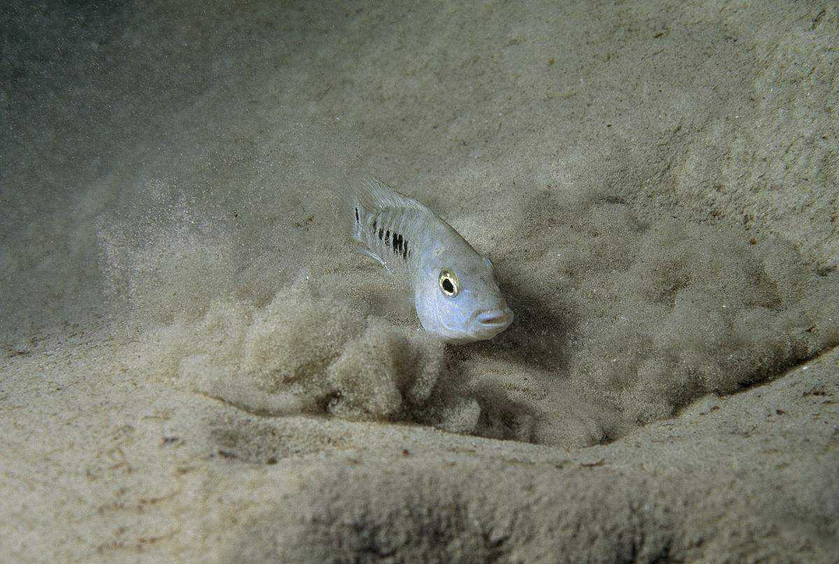池塘|与世隔绝近6万年，仅存的38条沙漠鱼，为什么不能将它们移出沙漠