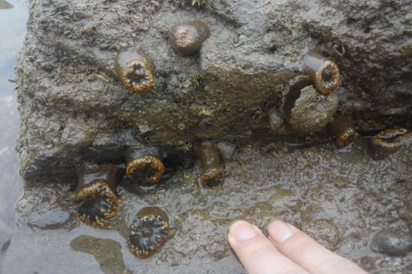 科学家|科学家发现“神秘虫子”，专靠吃石头为生，让科学家感到惊担忧