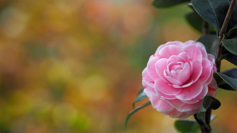 【生肖】6月底内,桃花从天而降,美好姻缘来到身边,美满幸福的四大生肖