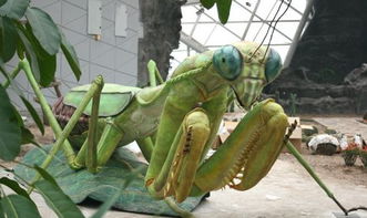 狮子|“如果螳螂和狮子的体型一样大,它的战斗力会如何?”答案出乎人的意料,哈哈哈哈哈