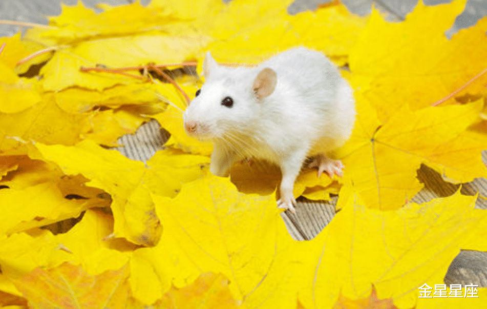 生肖|生肖鼠：最近7天，睡着能笑醒！不得了，天上掉财、地上生金，大富大贵躲不掉