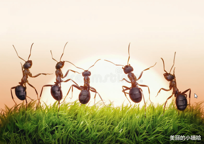 【雷诺纬度】人类可能对蚂蚁来说，是不存在的，对“无神论”来说是否相同呢？