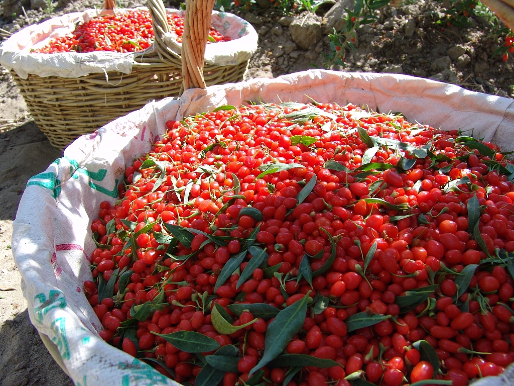 『枸杞』枸杞泡水能养肝?肝病专家:不加它等于“嚼稻草”!