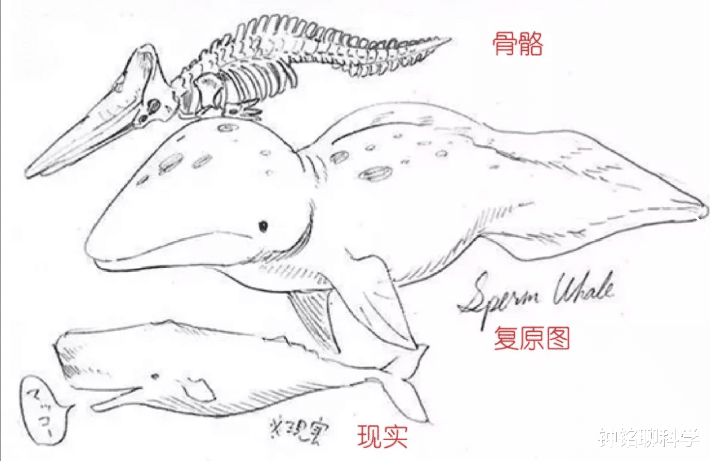 「科学家」根据企鹅的骨骼来复原企鹅，科学家会复原成什么样？