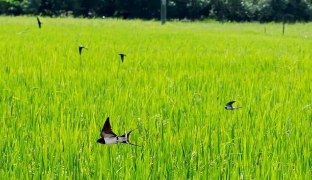 【南浔】距离广州不到100公里，有一个只有我们知道的世外桃源