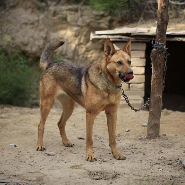 |为何大多数猛兽都怕人类?主要是人类在动物眼中看起来很强