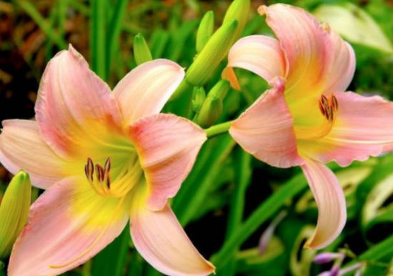 【】最爱干净的三种生肖女，?把家里收拾的井井有条，男人要了解