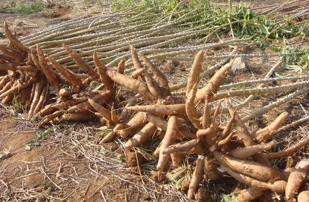 |巴西人：这种毒性最大的农作物，我们不敢吃，竟然在中国这么抢手