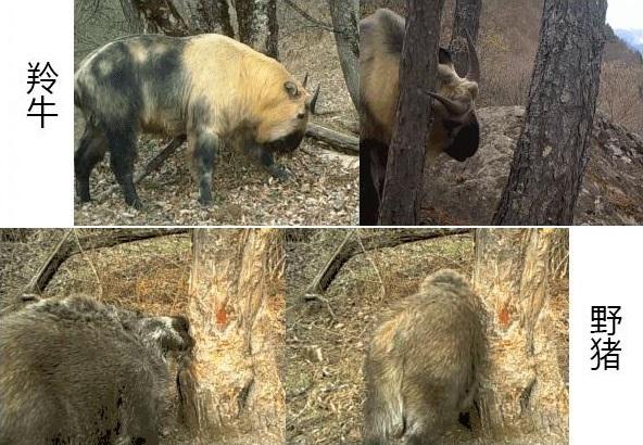 老虎▲消失的兽王！浅谈老虎在中国的古今生存状态