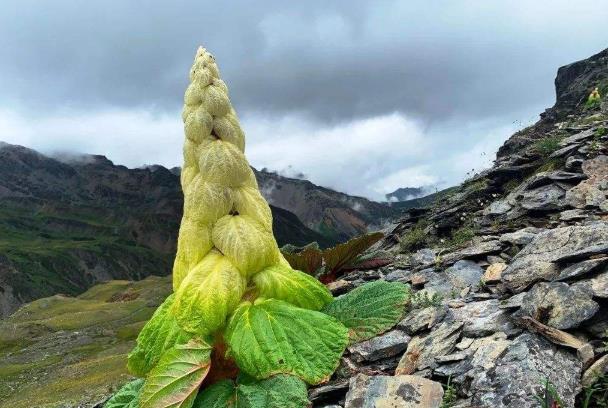 川藏公路|为何生长在川藏线的“玉米”不能碰？网友：碰了就别想走了