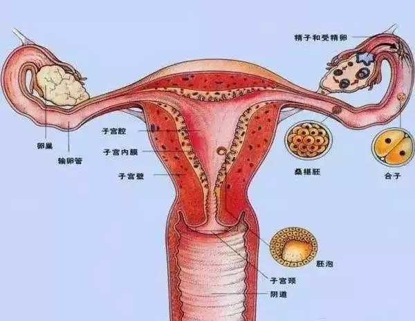 『』子宫是女人的垃圾场，排毒只需一招！