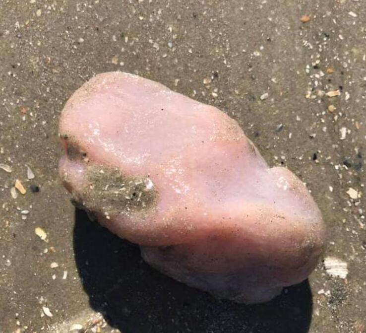 化石▲一块来历不明的动物化石，60年都没解出来，它究竟是什么？