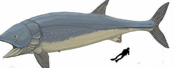 水底奥秘|最大的鱼 它们的体型最长大约可以达到27米 体重大约为40吨左右