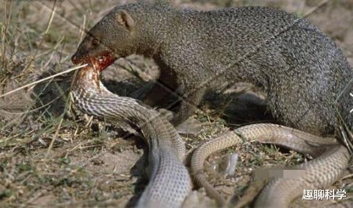 毒蛇|蛇獴大战眼镜蛇，眼镜蛇不堪一击被一秒击杀，不愧是毒蛇克星