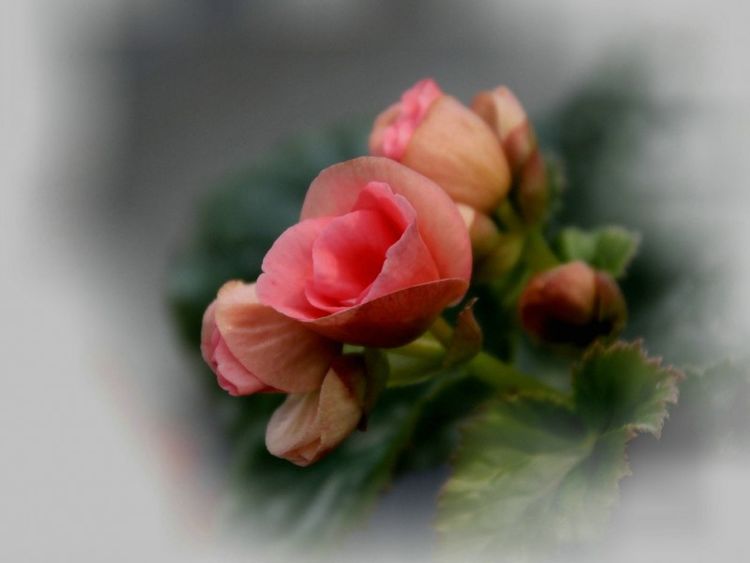 天秤座|未来一周，爱情巨变，红娘指引，寻回前任，更加甜蜜的四大星座