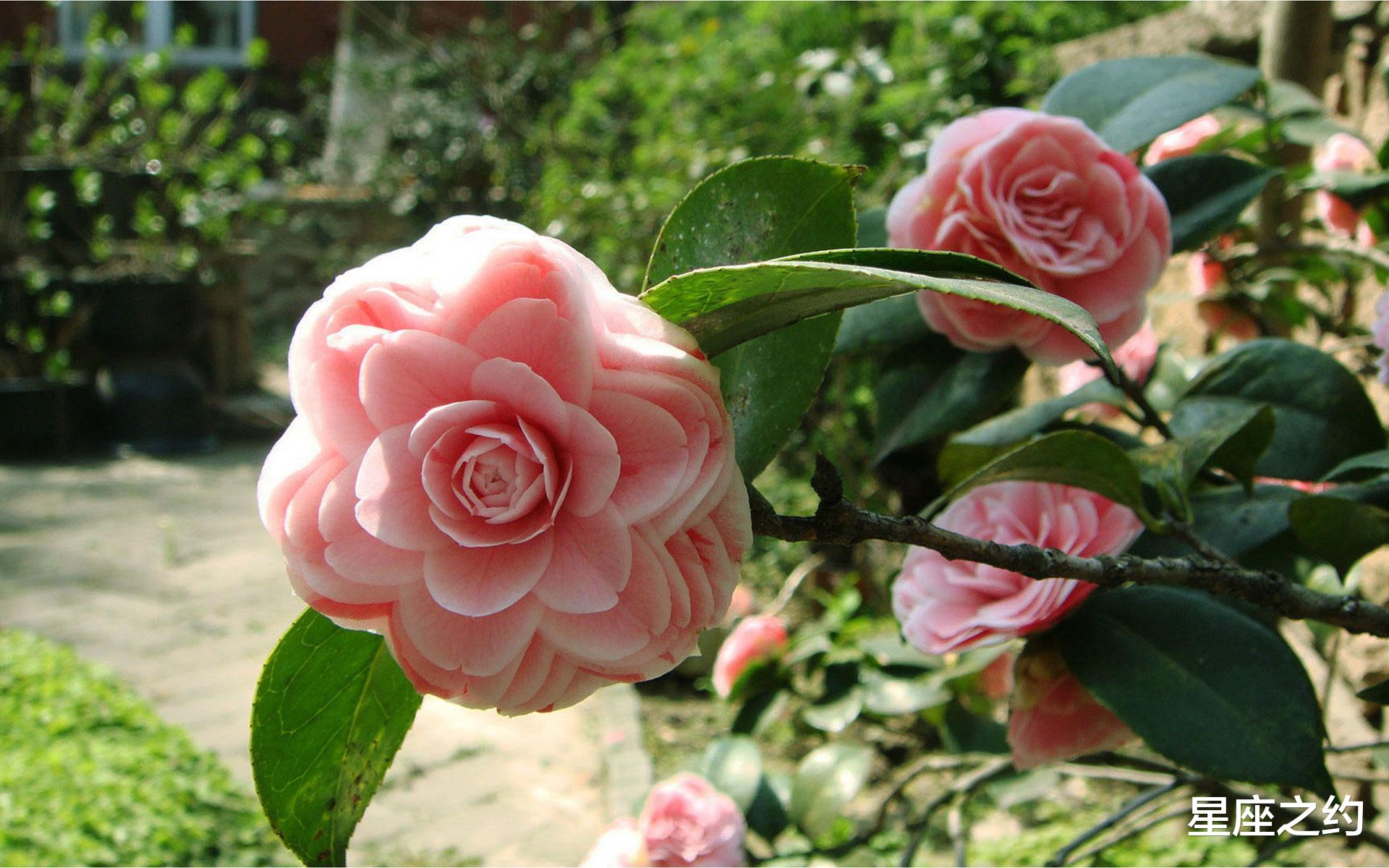 |11月18日星座运势：好运相伴，雷厉风行的四大星座