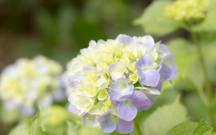 生肖|10月起，四生肖财星高照，贵人相助，事业步步高升