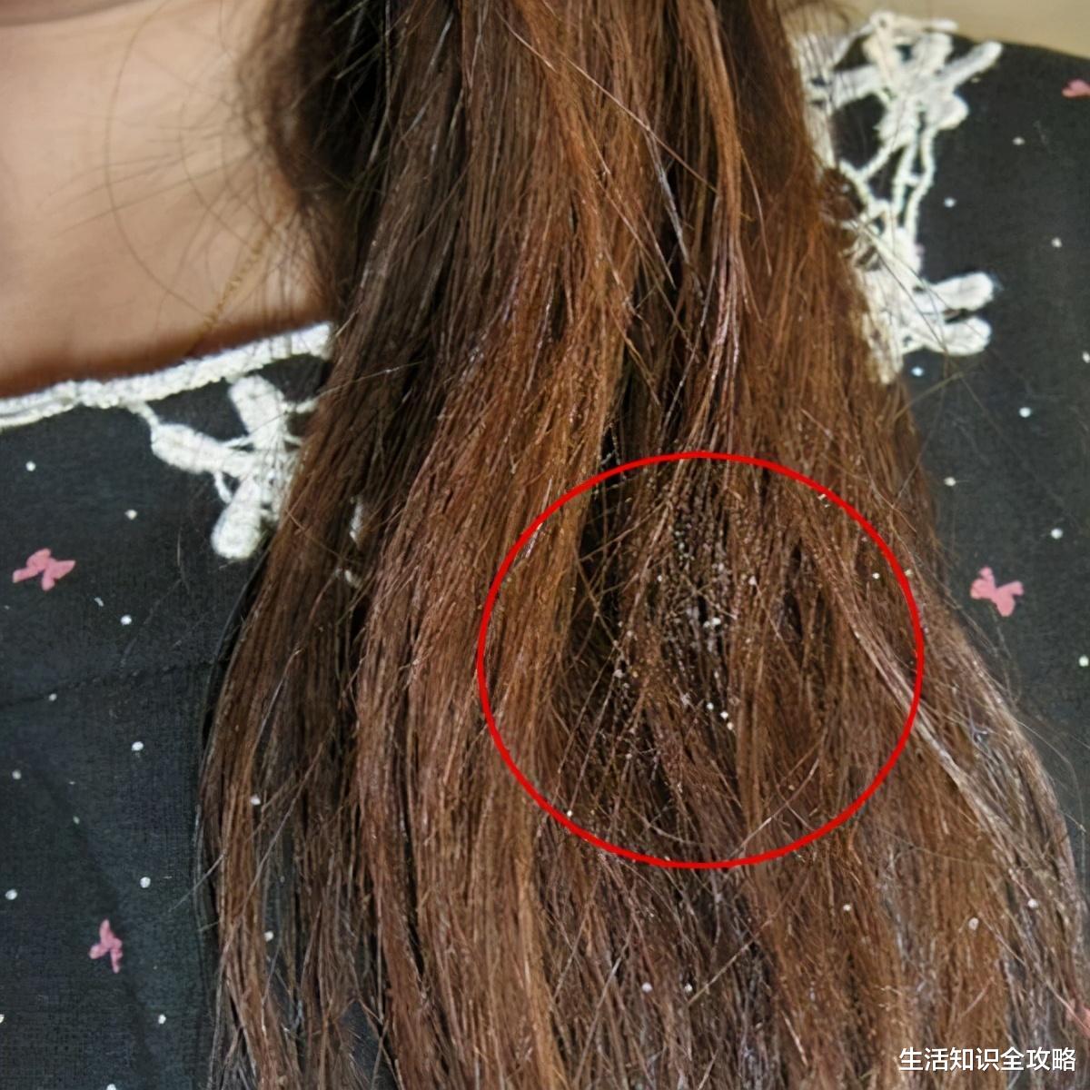 洗发水|双11李佳琪直播：卖得最火的竟不是口红？而是39元的它，效果不同凡响